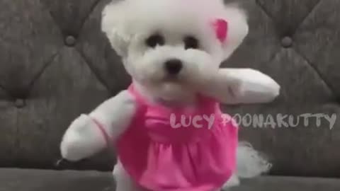 FUNNY DOGS DANCE 🤣🐶 #Shorts