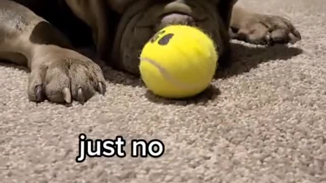 puppy playing with his ball