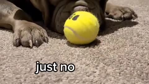 puppy playing with his ball