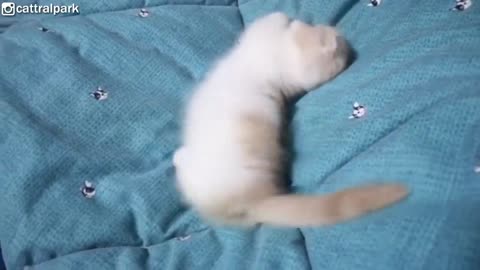 This Munchkin Kitten Will Melt Your Heart With Cuteness