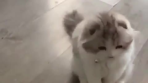 Funny and Cute Cats Videos #110 │ Gadis Sekarwangi