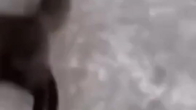 Cat saw his life flashing by