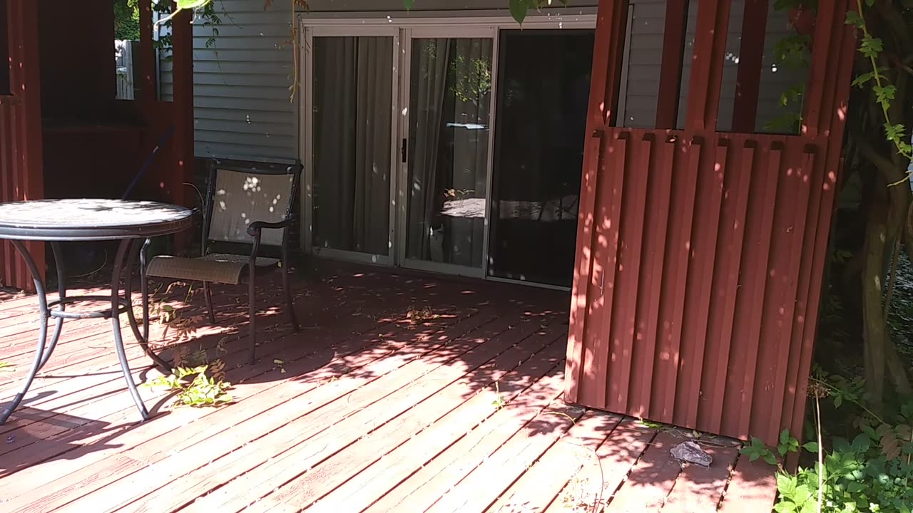 Rob Wolchek The Cat By Glass Door in 2018