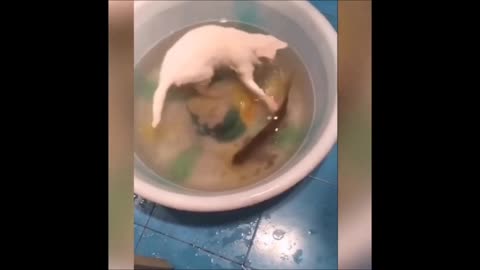 Cat want some Fish