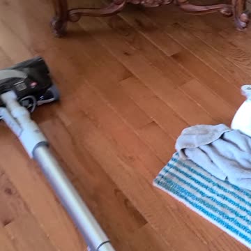 Mixed pitbull dog's Liberty n Mink