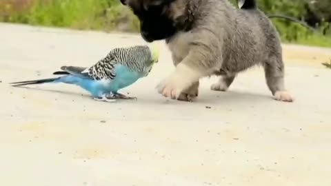 puppy and bird