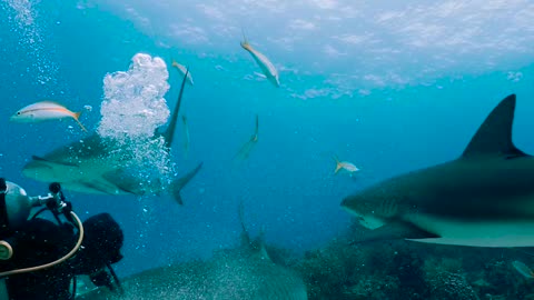 Tiger Shark Almost Nibbles Diver