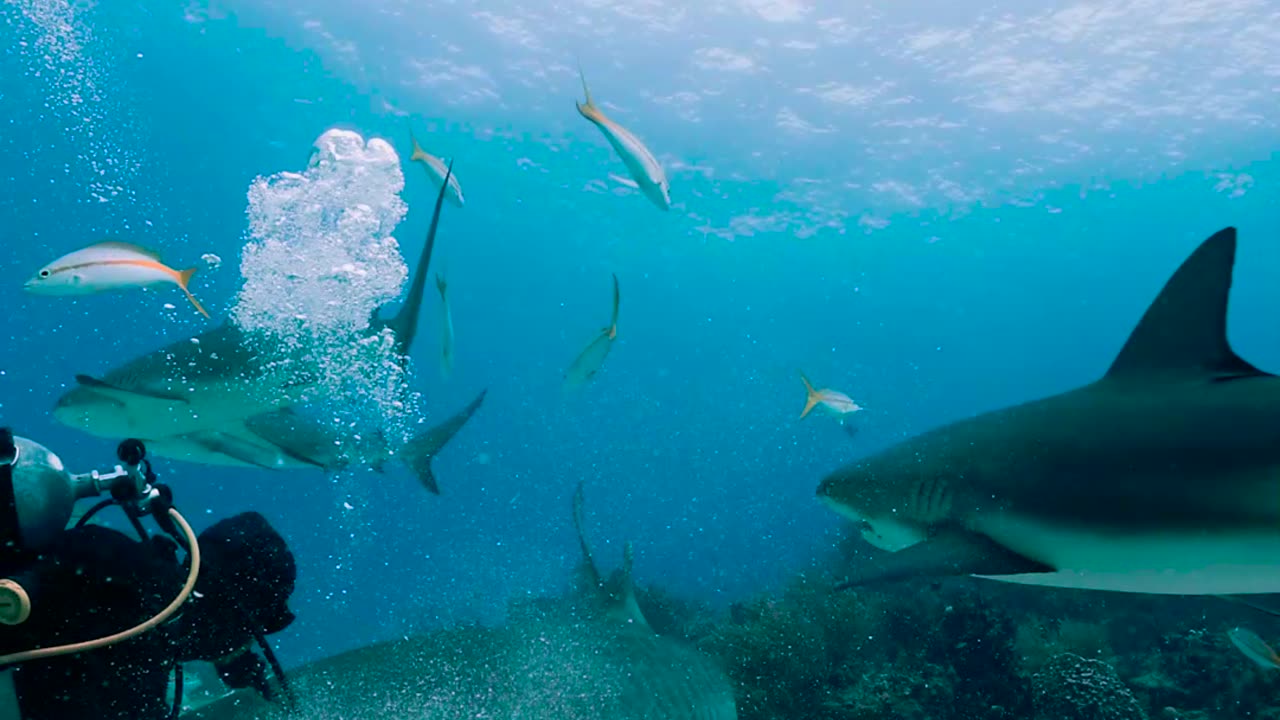 Tiger Shark Almost Nibbles Diver