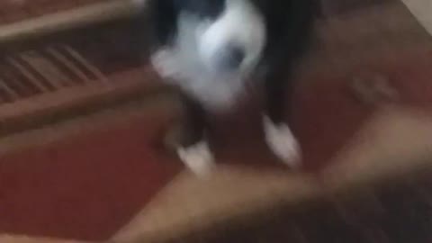 Wanta Dance