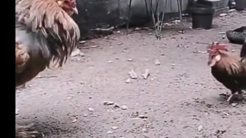 Cock fighting
