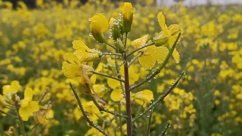 Musterd Oil Flowers