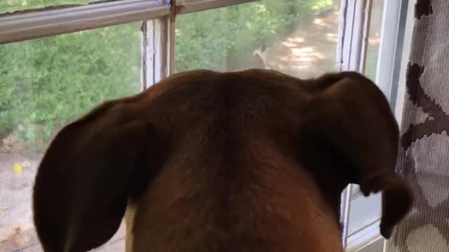 Dog Has Massive Freak out Over A Cat