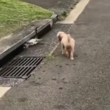 Funny dogs 😂😂😂