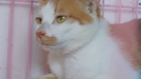 Cat pound. Close-up shot of homeless stray cat living in the animal shelter