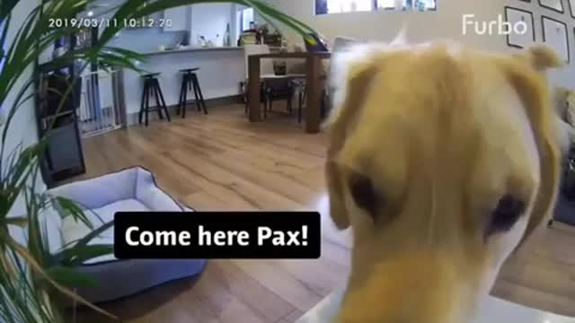 What Golden Retrievers Do When They're Home Alone