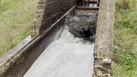 Cattle Get A Bath To Control Parasites