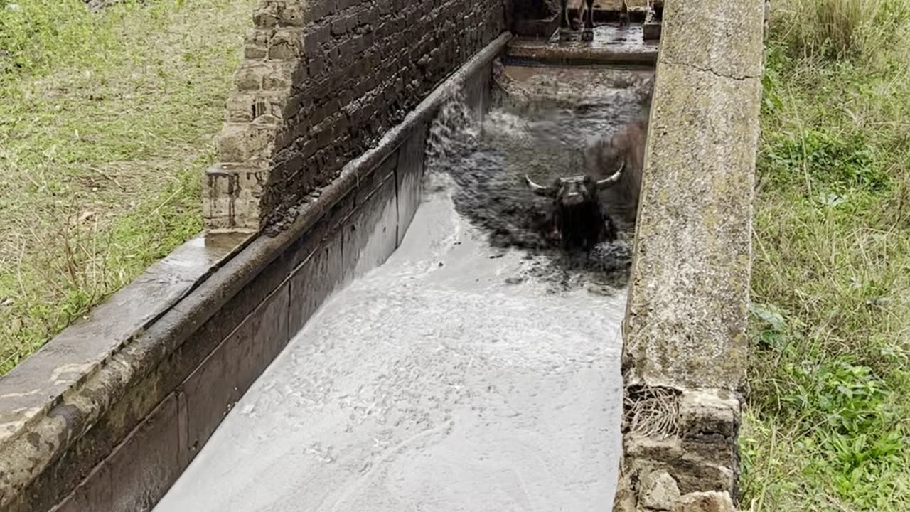 Cattle Get A Bath To Control Parasites