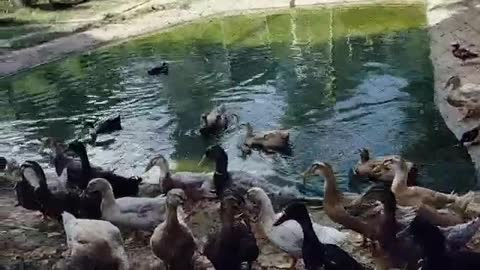 The Noisy Farm Ducks on the Pond