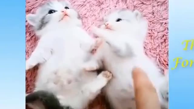 Very cute cats, mrrr