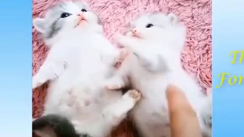 Very cute cats, mrrr