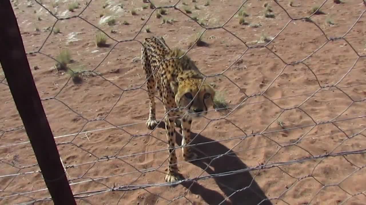 Rescued cheetah has an attitude