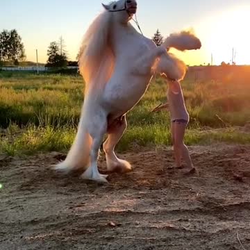 Beautiful Horse | Adorable Pets | Pets Lover