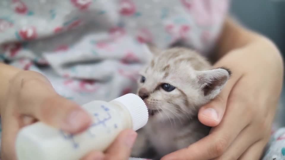 Cute baby cat drinking millk