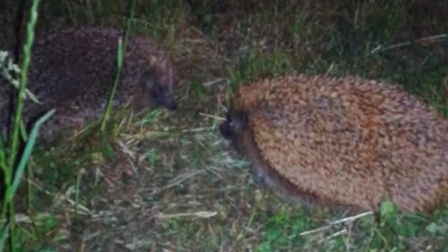 Hedgehog fight!