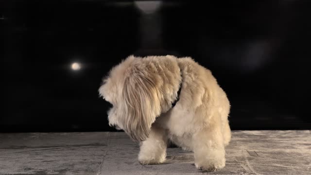 Cute Dog Video 11