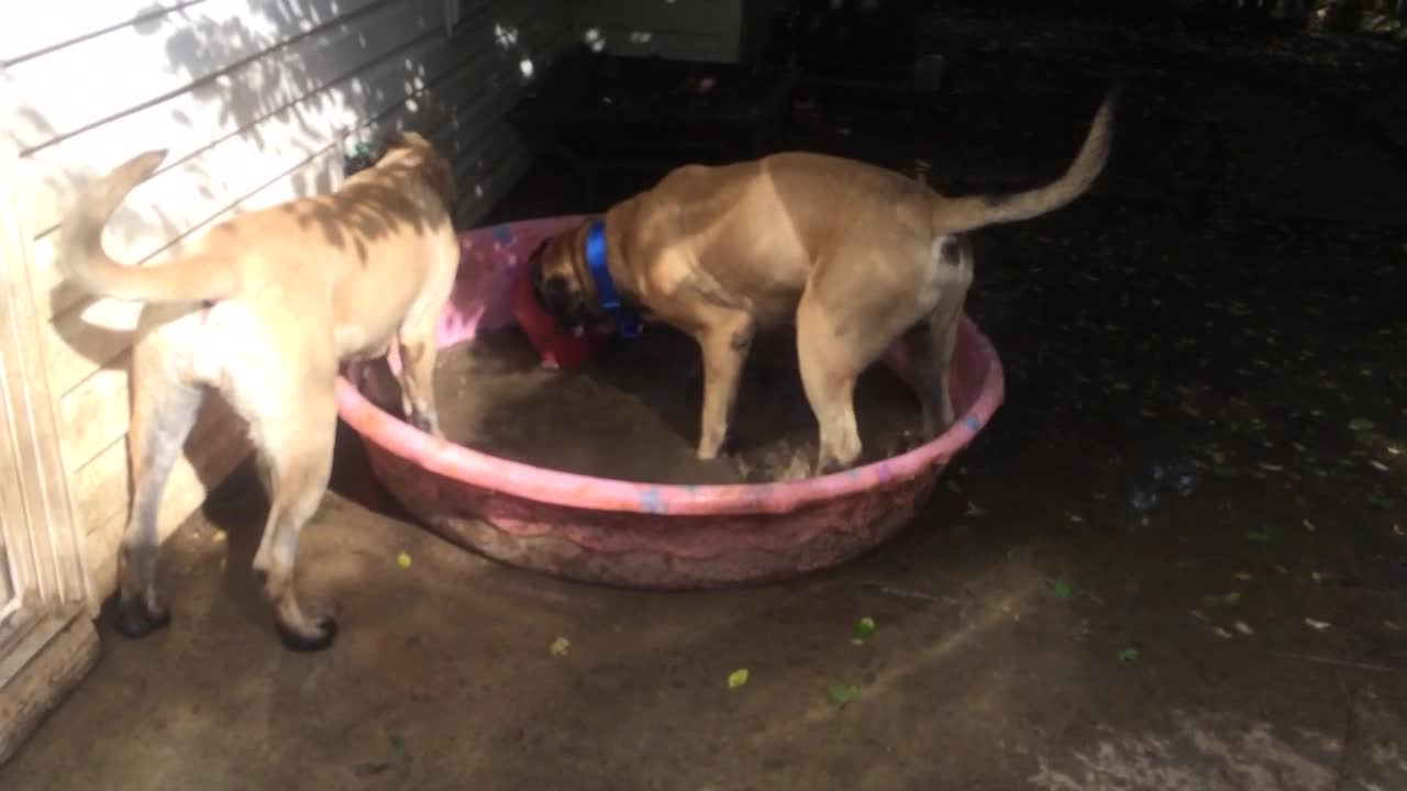 Huge English Mastiff’s playing in the pool!