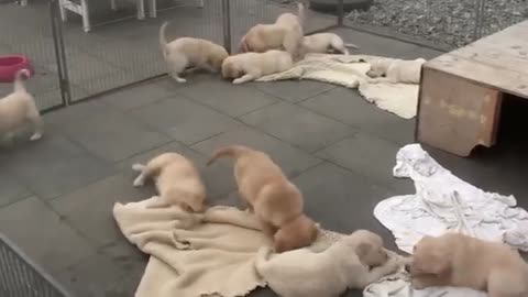 Golden retriever puppies