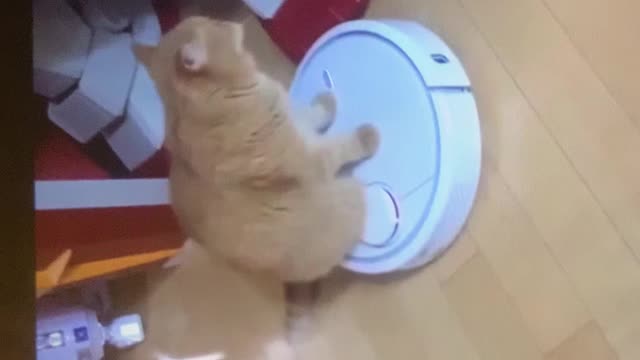 Cat riding a zoomba