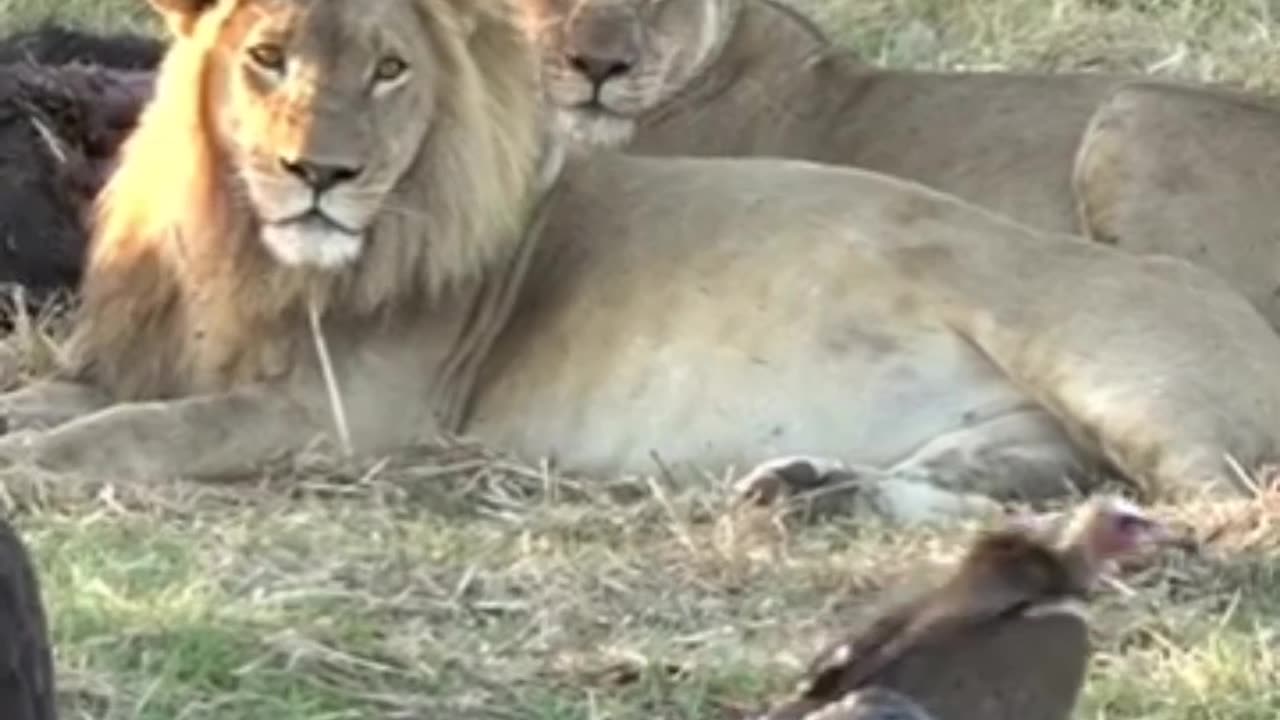 Lions Looking At Crocodile Eating Their Hunt