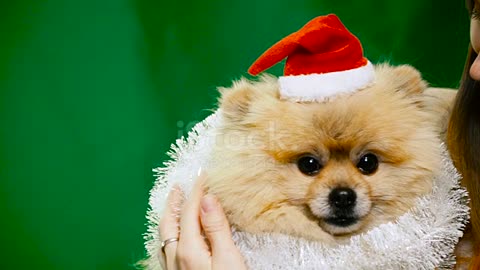 Amazing dog