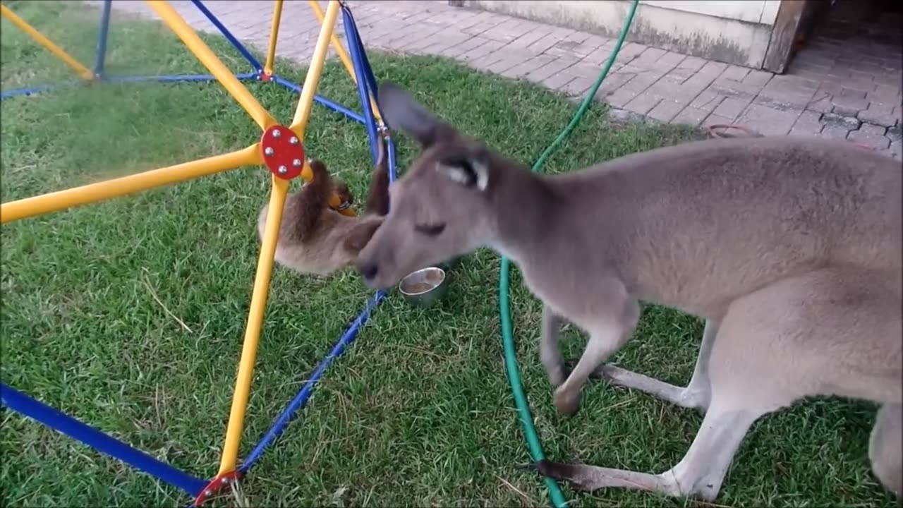 Baby Sloths Being Sloths