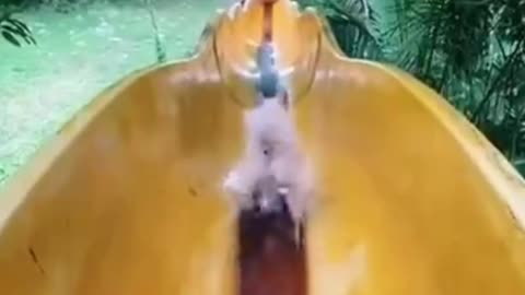 Water park for puppies