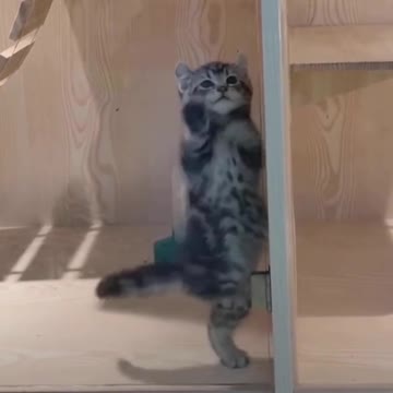 Portuguese Cat Dancing Baila