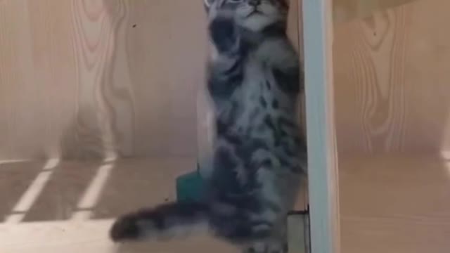 Portuguese Cat Dancing Baila