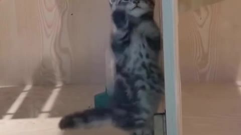 Portuguese Cat Dancing Baila