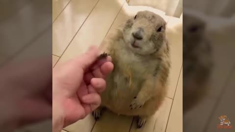 Cute baby animals Videos Compilation cute moment of the animals #4