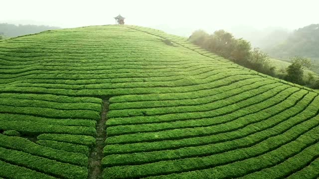 Scenery of Tea Garden