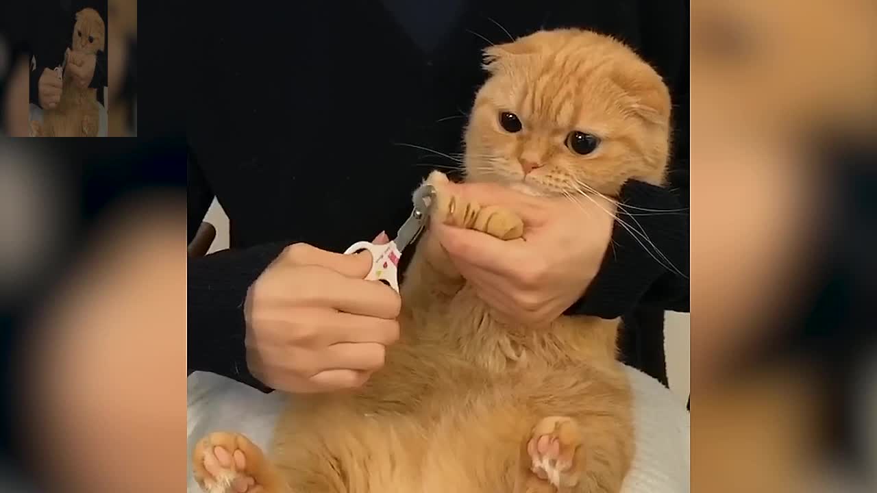 Cat clipping nails