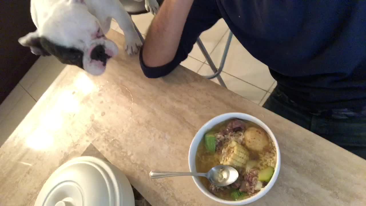 White french bulldog leaning on stool falls on back