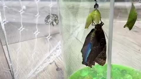 У НАС РОДИЛАСЬ ЕЩЁ ОДНА БАБОЧКА 🦋
