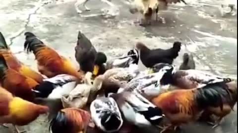Chicken vs Dog fight, Funny Shorts