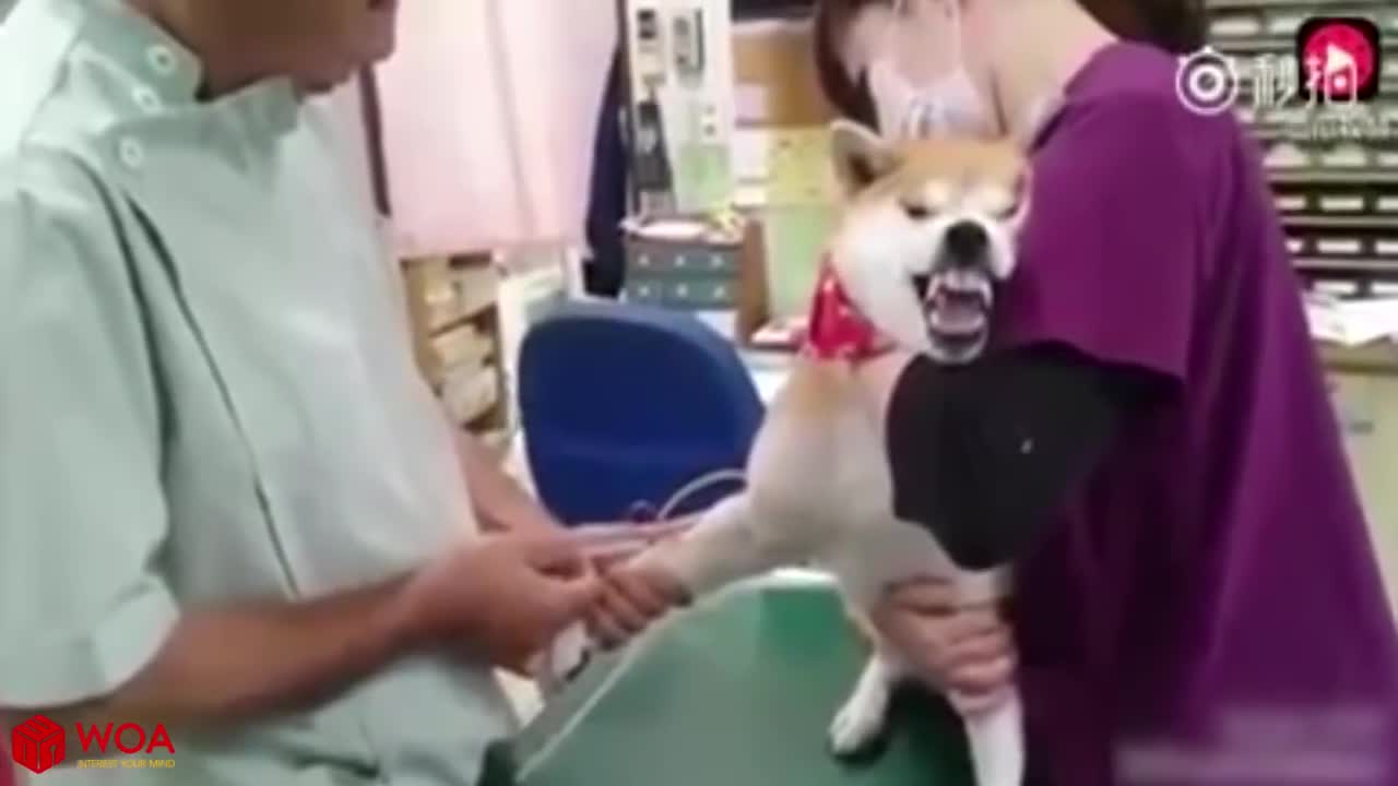 Best Funny Dog Reaction When Injected|| Funny Baby and Pet 2021