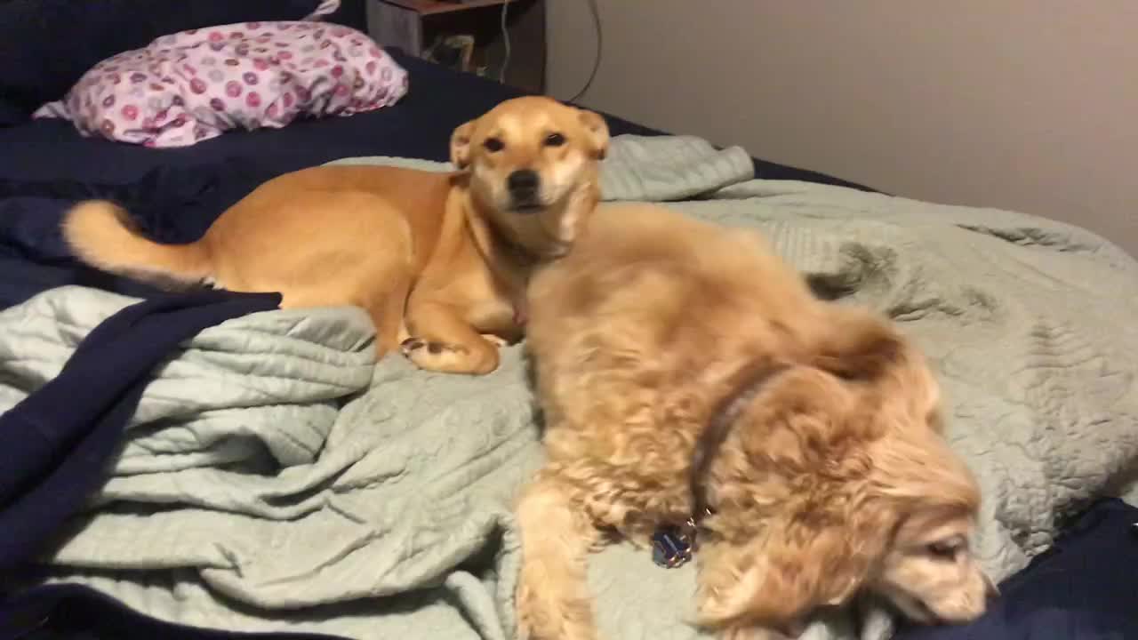 Cocker Spaniel Annoying His Sister