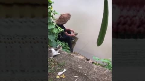 Funny Animal Videos, Hilarious