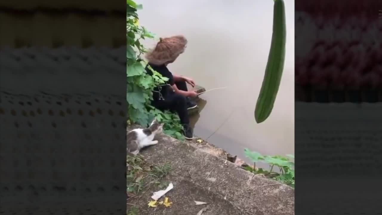 Funny Animal Videos, Hilarious