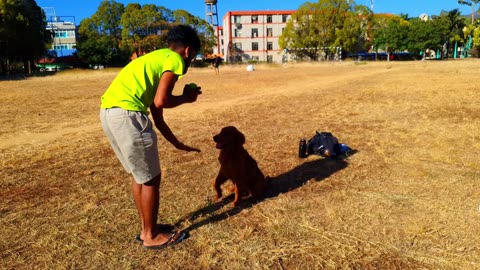 Dog want hard trening